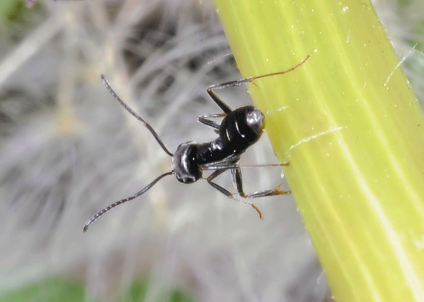 La formica....officinale....